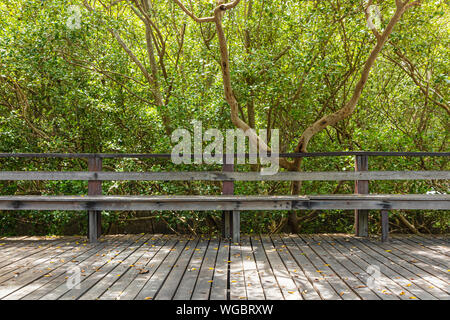 Una lunga panca in legno con pavimento di legno nella foresta di mangrovie. Foto Stock