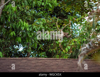 Wild tre toed Bradypus Bradipo Costa Rica Foto Stock