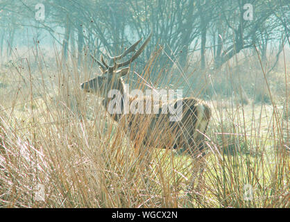 Cervi nel Parco di Mesola, Ferrara, Italia Foto Stock