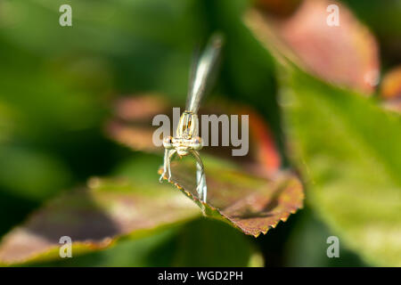 Macro close up di un blu ancora incolore featherleg femmina dragonfly (Platycnemis pennipes) in pieno sole seduta di una foglia Foto Stock