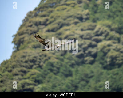 Un western osprey, Pandion haliaetus, vola sopra il fiume Saza nella Prefettura di Nagasaki, Giappone. Foto Stock