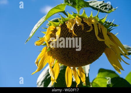 L'avvizzimento, girasole morente in un campo in una giornata di sole, concetto di fine estate Foto Stock