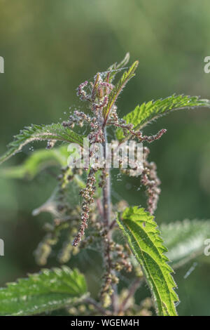 Close-up shot Ortica / Urtica dioica tops - dewdrops su ragnatele catturati in inizio di mattina di sole. Foto Stock