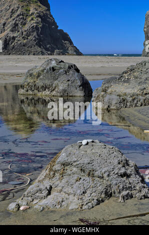 Pile di mare lungo la spiaggia di pistola River State Park vicino a Spiaggia d'oro, Oregon, parte della costa del Pacifico Scenic Byway, US 101 Foto Stock