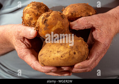 Agricoltore Stride holding alcuni del suo raccolto di fresco raccolte Maris Piper patate. Foto Stock