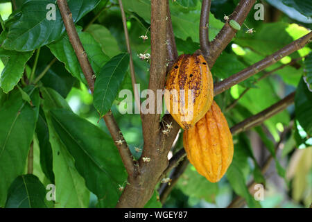 Cocoa Tree con cialde e fiori Foto Stock