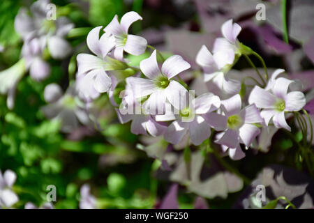 Viola Shamrock Oxalis fiori dal Brasile Foto Stock