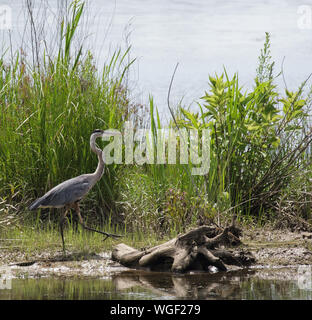 Un grande airone blu cammina lungo la riva di Running Water Creek mentre entra nel fiume Tennessee. Foto Stock