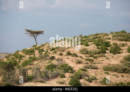 Allevamento di capre nel deserto orientale dell Etiopia Foto Stock