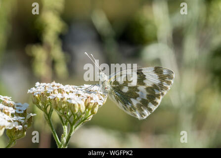 Bagno orientale bianco (Pontia edusa) alimentazione Foto Stock