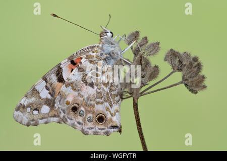 Il dipinto di lady butterfly (Vanessa cardui) Foto Stock