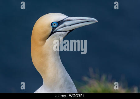 Gannett in Troup Testa, Banff, Scotland, Regno Unito Foto Stock