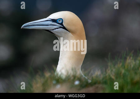 Gannett in Troup Testa, Banff, Scotland, Regno Unito Foto Stock