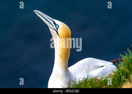 Gannett in Troup Testa, Banff, Scotland, Regno Unito Foto Stock