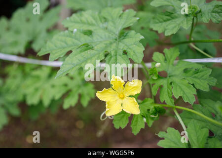 Close Up di Bitter Melon piante e fiori. Foto Stock
