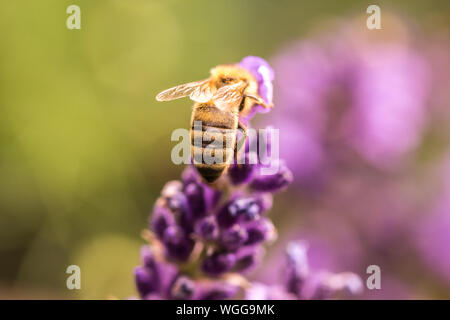 Impollinazione con bee e lavanda durante il sunshine, soleggiato lavanda Foto Stock