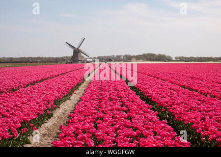 Tulipani rosa in fila e un mulino a vento olandese in background Foto Stock