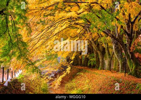 Maple corridoio vicino al Lago Kawaguchi, Giappone durante l'autunno. Foto Stock