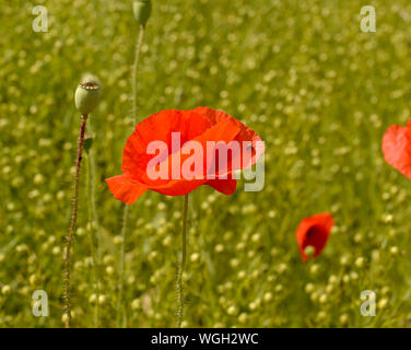 Gli insetti sul petalo di colorati di rosso fiore di papavero Foto Stock