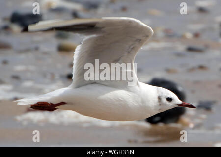 Gull battenti lungo l alta marea linea Foto Stock