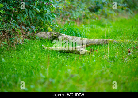 Distrutto alberi dopo una tempesta la linea il percorso attraverso la natura Foto Stock