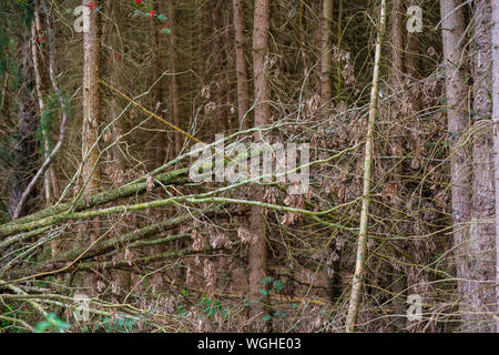 Distrutto alberi dopo una tempesta la linea il percorso attraverso la natura Foto Stock
