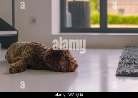 Toy Poodle puppy con marrone scuro pelliccia soffice di dormire sul pavimento bianco accanto a Scala, moquette e porta. Foto Stock