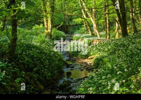 Ramsons in fiore lungo un torrente nel Long Wood nel Mendip Hills National Landscape, Somerset, Inghilterra. Foto Stock
