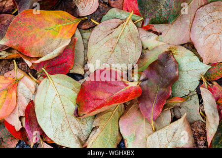 Vista dall'alto sul colorato caduto foglie di autunno Foto Stock