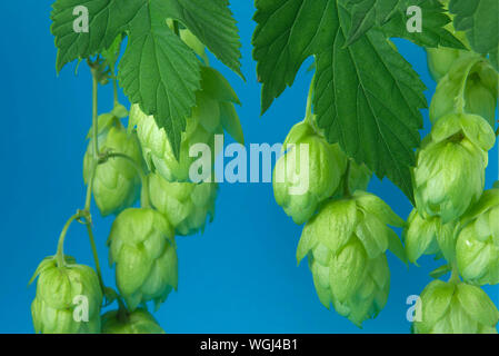 Ramo freschi del luppolo (Humulus lupulus) contro uno sfondo blu Foto Stock