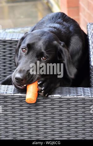 Il Labrador nero cucciolo rosicchia una carota Foto Stock