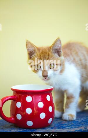 Poco zenzero gattino bevande latte da un colore rosso brillante cup Foto Stock