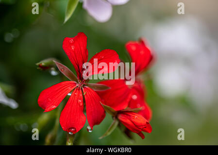 Rosso brillante lobelia fiori nel giardino esterno vista da vicino Foto Stock