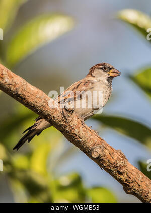 Casa passero, passer domesticus, appollaiato su un ramo in un giardino del Regno Unito in autunno 2019 Foto Stock