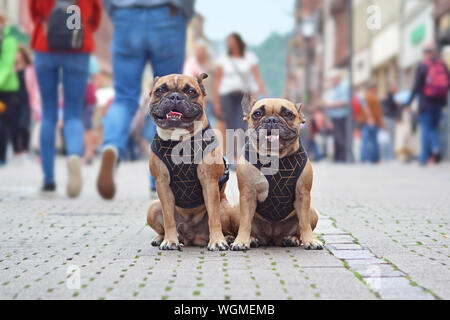 Due simili alla ricerca si sono comportati molto bene il francese Buldog cani in corrispondenza abbigliamento seduta nel mezzo della trafficata strada di città con persone che camminano da Foto Stock
