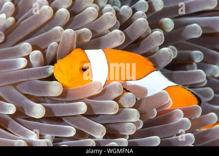 Un colorato arancione clownfish si nasconde tra i tentacoli di protezione di un anemone marittimo nei tropici di Tulamben Indonesia. Foto Stock