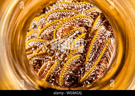 Un bel giallo e bianco, delicato crinoide e gamberetti riflesso contro un tubo luminoso in Indonesia. Foto Stock