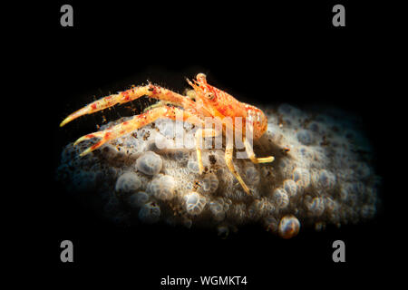 Squat arancione aragosta su un colpo di spugna con una luce snoot dà un pop. Da Tulamben, Indonesia. Foto Stock