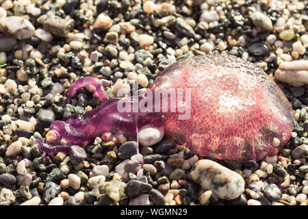 Close up spiaggiata meduse colorate posati sulla spiaggia ghiaiosa Foto Stock