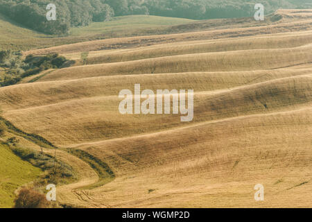 Campi ondulati della toscana nella luce della sera Foto Stock