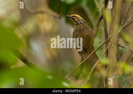 La paglia-intitolata Bulbul - Pycnonotus zeylanicus songbird nella famiglia di bulbul, Pycnonotidae, trovati dalla penisola malese del Borneo, habitat naturali ar Foto Stock