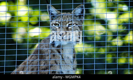 Lynx dietro la recinzione in ferro Foto Stock