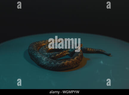 Curioso piccolo viper posa sul terreno sporco e tenendo in posizione di attacco Foto Stock