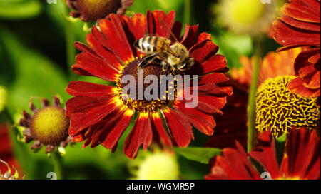 Ape su un fiore bellissimo Foto Stock