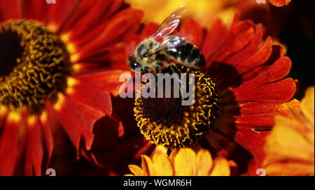 Ape su un fiore bellissimo Foto Stock