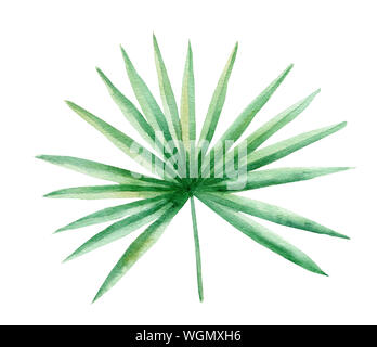 Palma da cocco foglia disegnata a mano ad acquerello illustrazione raster. Impianto di giungla isolata clipart. Flora esotica, fogliame naturale aquarelle disegno. Rainfores Foto Stock