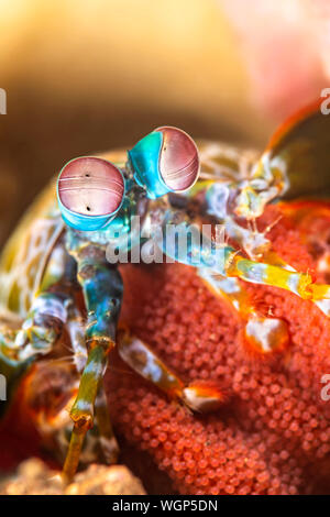 In un raro esempio di una colorata e vibrante canocchia, abbracciando la sua covata di uova, fotografato mentre completamente fuori della sua tana. Foto Stock
