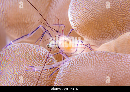 Traslucido gamberi anemone vivono entro i tentacoli e lampadine dell'host, utilizzando per la protezione e un mangia gli avanzi che l anemone le catture. Foto Stock