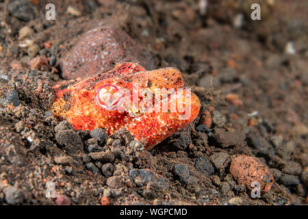 Un pauroso orange coccodrillo anguilla serpente coetanei al di fuori della sua tana in attesa in agguato per catturare le sue prede di piccoli pesci come nuotano da. Foto Stock