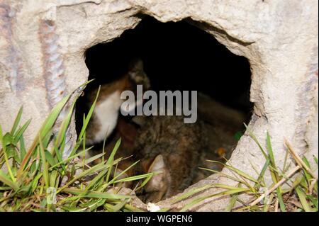 Fori tondi in grigio muro di cemento in cui il gatto famiglia vive, il gatto mom si affaccia sulla strada, custodendo il resto dei gattini Foto Stock